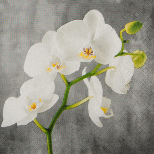 White Orchid