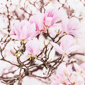 Pink Magnolia