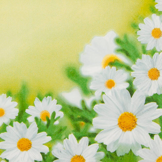 White Daisies